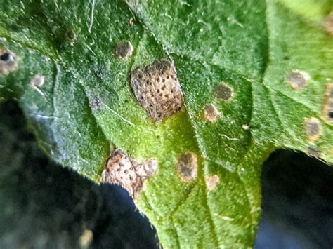 Septoria Leaf Spot In Commercial Organic And Garden Tomatoes Fruit
