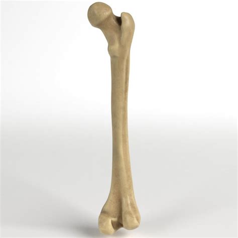 Human Femur Bone 3d Model Cgstudio