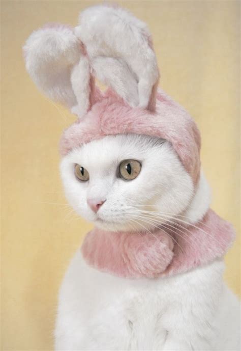 35 Cute Cats In Costumes Pet Costumes Cat Lovers Cats