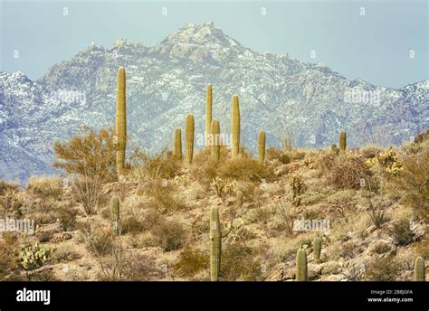 Sonoran Desert Landscape With Saguaro Cacti Carnegiea Gigantea And