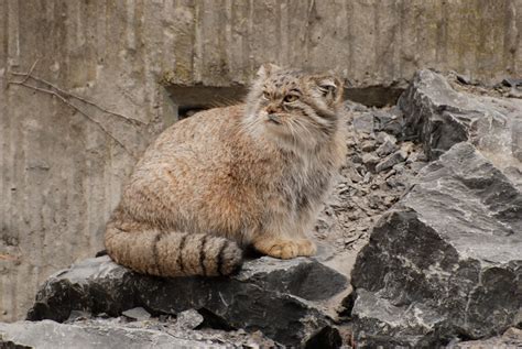 The Creature Feature 10 Fun Facts About The Pallas Cat Wired