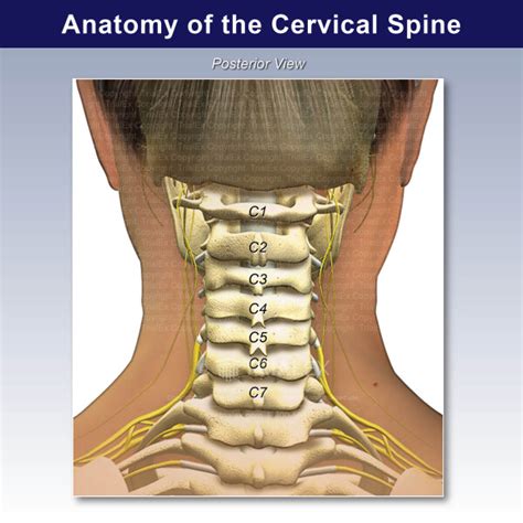 Anatomy Of The Cervical Spine Trialexhibits Inc