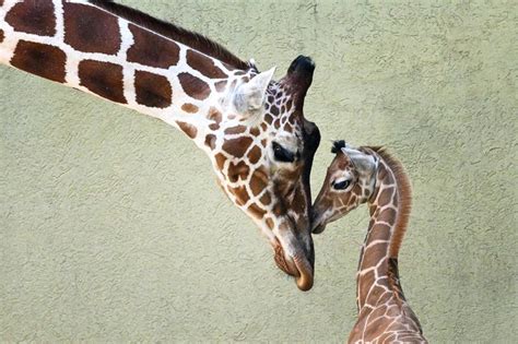 Brookfield Zoos Baby Giraffe Ventures Out For Public To See