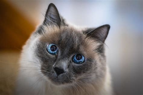 Balinese Cat Full Profile History And Care