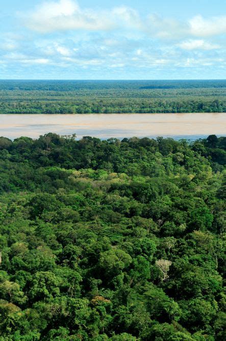 Amazon Rainforest Near Manaus Brazil Rainforest Amazon Rainforest
