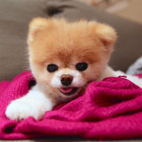 Looking Cute Boo The Cutest Dog World Cutest Dog Cutest Puppy Ever