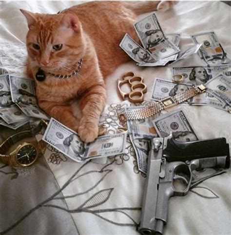 Top 10 Pictures Of Thug Life Gangster Cats