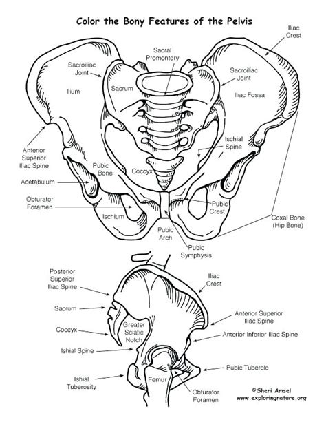 Make a coloring book with skull anatomy for one click. Skeletal System Coloring Pages at GetColorings.com | Free ...