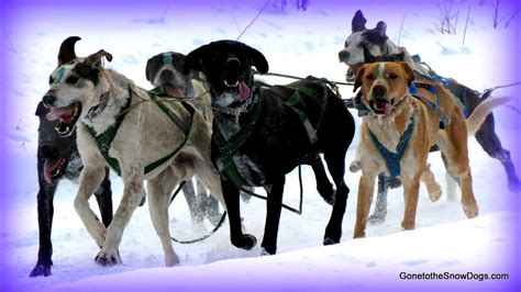 Sled Dog Races 8 Dog Teams Indian River Siberian Husky Dog Sledding