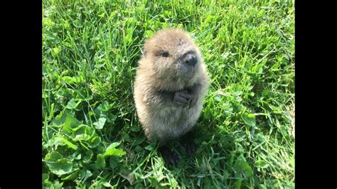 Meet Beatrice The Adorable Orphan Baby Beaver Rescued In Kentucky