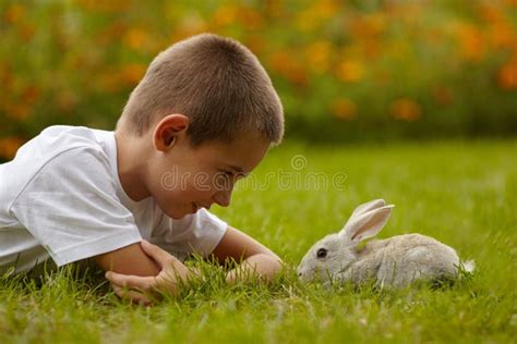 Little Boy With Rabbit Stock Photo Image Of Attractive 75132266