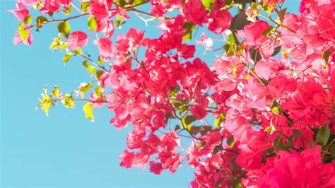 Coral Blooming Flowers And Blue Sky Feminine Style Background Stock
