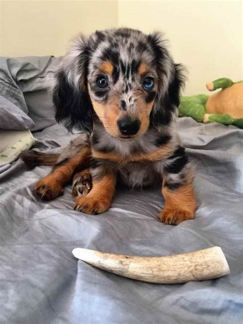 Freckle is a playful and happy mini dachshund puppy. Dapple Miniature Dachshund Puppies | PETSIDI