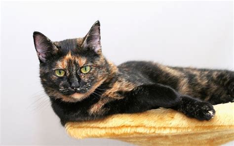 Found On Bing From Tortoiseshell Cat Personality Cat