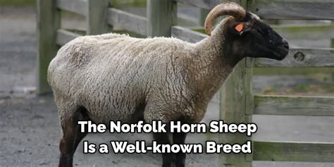 Norfolk Horn Spiritual Meaning Symbolism And Totem 2024