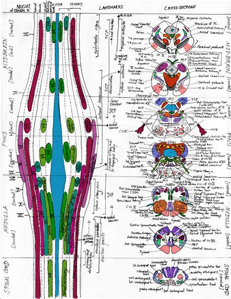 Spinothalamic Tract Neuroanatomy Made Ridiculously Simple
