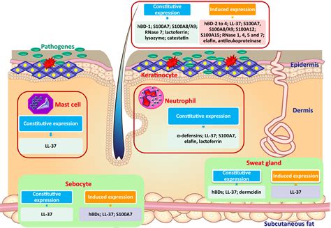 Friends Or Foes Host Defense Antimicrobial Peptides And Proteins In