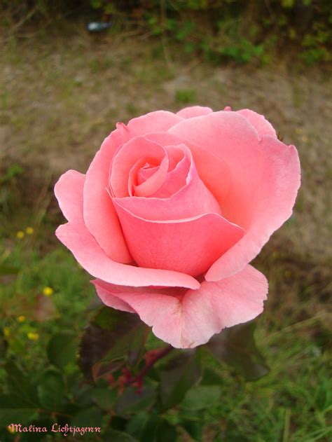 La Rosa Rosada Imagen And Foto Naturaleza Diversa Paisajes Gente