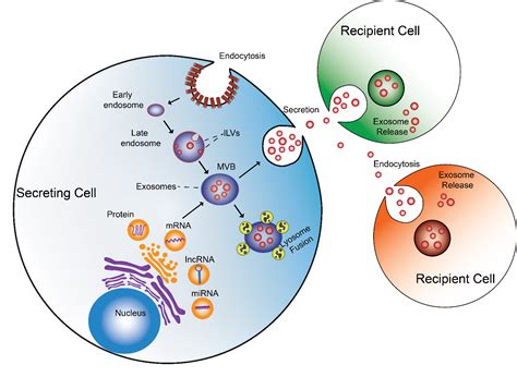 Cytoskeleton Exosomes Tools And Implications Labnet Biotecnica