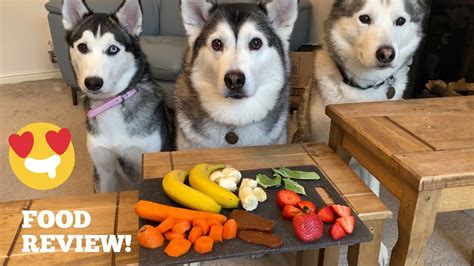 If you consider the best dog food for husky puppies, your pet stays in good health. Huskies & Puppy Review Food! PART 1 FOOD TESTING - YouTube
