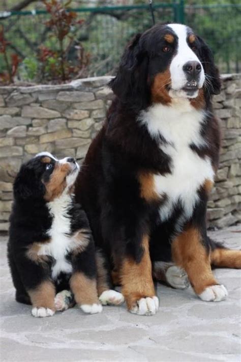 Mini Bernese Mountain Dog Puppies Texas Janessa Miniature Bernese