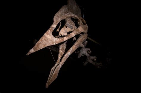 Worlds Largest Pterosaur Jawbone Discovered In Transylvania Live Science