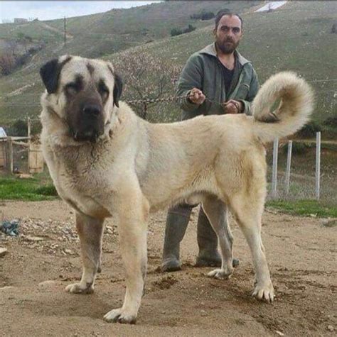 These dogs are the biggest dog in the turkey. Turkish Kangal dog as son of Central Asian Alabai | Kangal ...