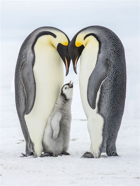 Emperor Penguin Tours Antarctica Weddell Sea Birdquest