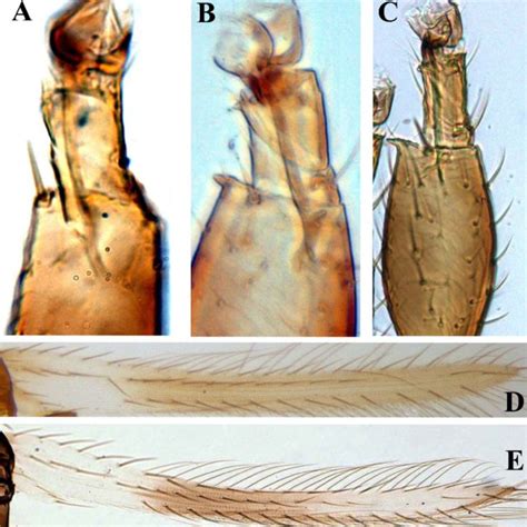 Checklist Of Thrips Species Thysanoptera Thripidae Recorded In Iran
