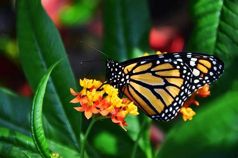 Monarch Danaus Plexipplus Butterfly Insect Wing Tropical Exotic