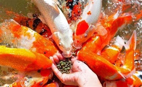 What Do Koi Fish Eat A Complete Guide On Koi Fish Feeding