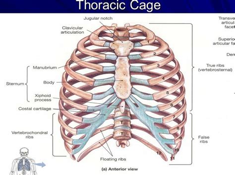 The rib cage is the arrangement of ribs attached to the vertebral column and sternum in the thorax of most vertebrates, that encloses and protects the vital organs such as the heart, lungs and great vessels. Thoracic cage anatomy | Rib cage anatomy, Thoracic cage ...