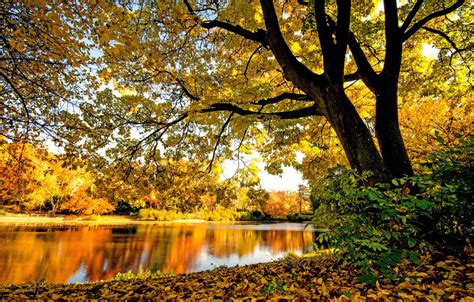 Wallpaper Autumn Forest Trees Branches River Foliage Yellow