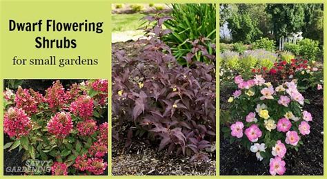 Dwarf Flowering Shrubs For Small Gardens And Landscapes Flowering