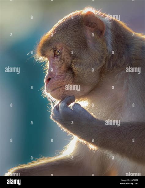 Indian Macaque Monkey Posing With Backlit And Great Facial Detail Stock