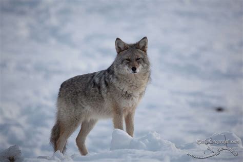 Alaska Alaskawildlife Alaskanwildlife Wildlife Animals Coyote