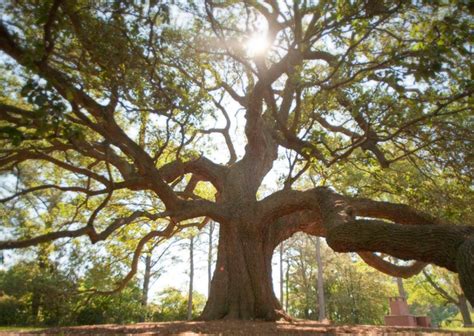 Emancipation Oak Is One Of The Most Iconic Trees In Virginia