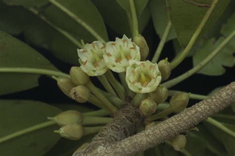 We did not find results for: Sapodilla Facts, Health Benefits and Nutritional Value