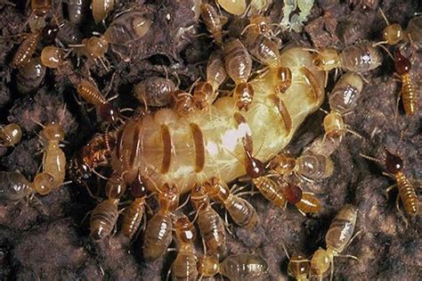 termite queen identification