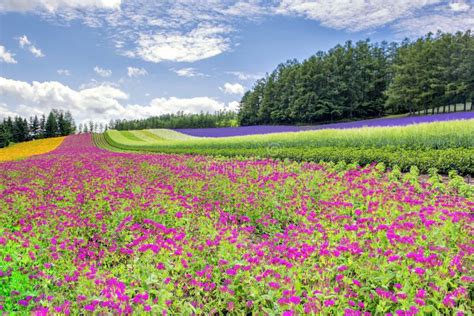 Colourful Flower Garden At Tomita Farm In Summer Japan Stock Image