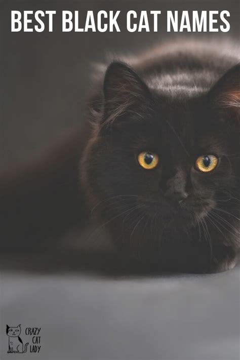 The Best Black Cat Names For Your New Kitten Crazy Cat Lady