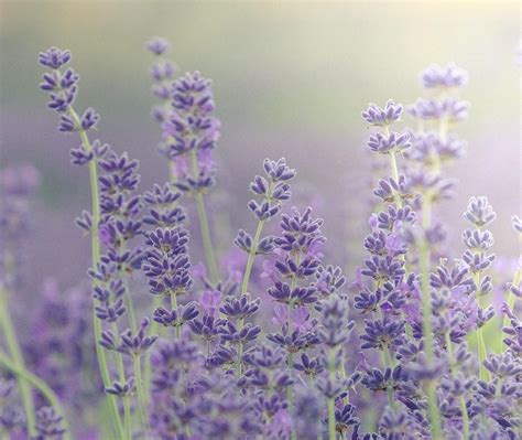 Lavender Blooms Bing Wallpaper Download