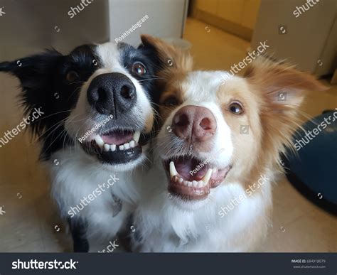 Two Dogs Smile Stock Photo 684918079 Shutterstock