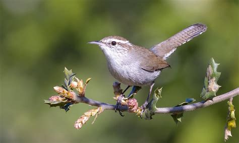 10 Smallest Birds In North America North American Nature