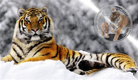 New Release Endangered Siberian Tiger Follows Endangered