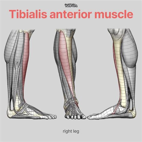 The Tibialis Anterior Muscle Creates The Roundness At The Front Of The