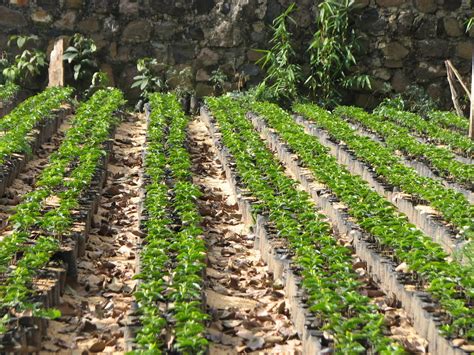 Discover why for over a century, costa rica coffee tours have been attracting coffee lovers from around the world to their fertile plantations. Sail Ariel: Coffee Plantation Tour