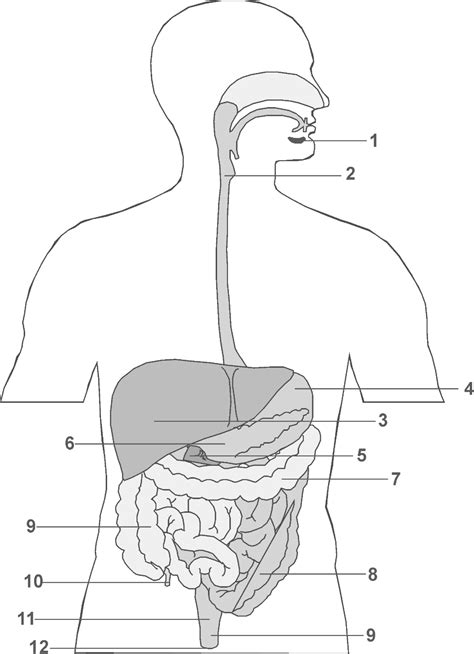 Organ That Secrete Digestive Enzyme Diagram Yahoo Search Results