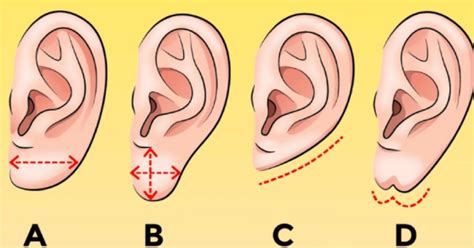 The Shape Of Your Ear Reveals A Lot About Your Personality Neopress