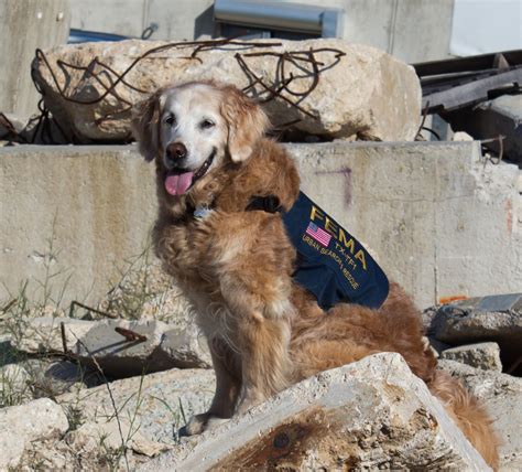 Last Known 911 Search And Rescue Dog Dies Smart News Smithsonian